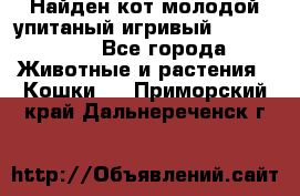 Найден кот,молодой упитаный игривый 12.03.2017 - Все города Животные и растения » Кошки   . Приморский край,Дальнереченск г.